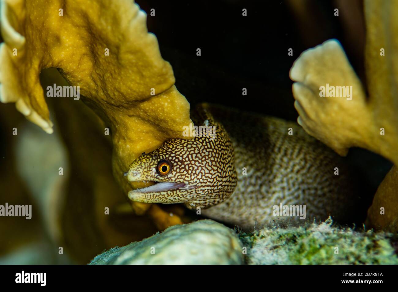 A small goldentail moray eel prowls the reef in bonaire the netherlands stock photo