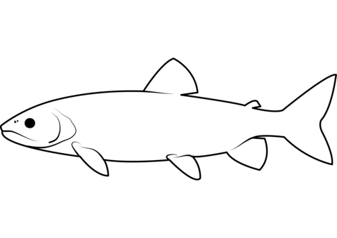 Lake trout salvelinus namaycush coloring page free printable coloring pages