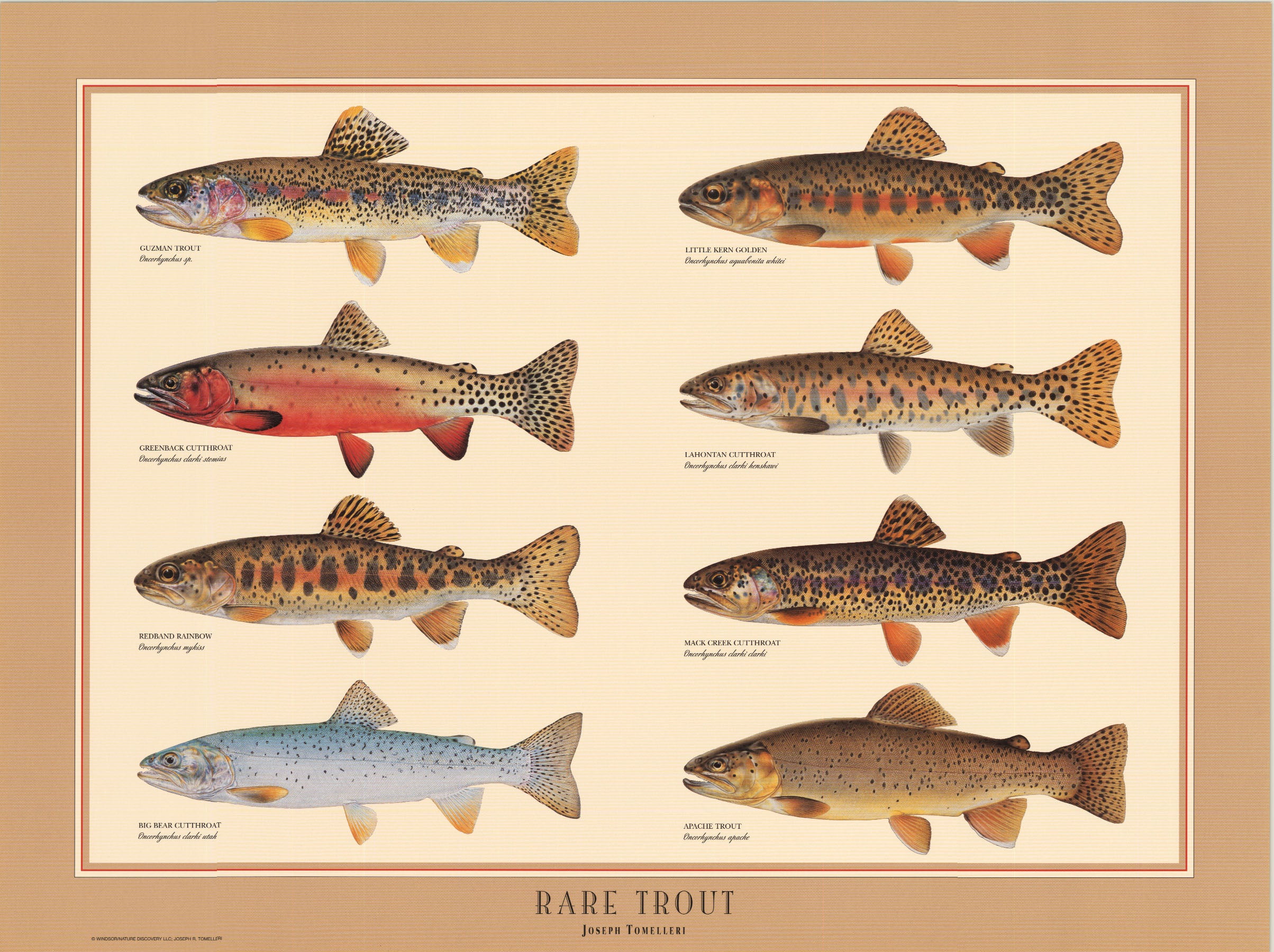 Tomelleris rare trout poster art print â charting nature
