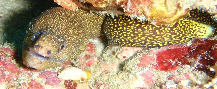 Goldentail moray eel atlantic