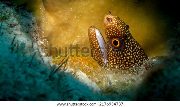 Golden tail eel stock photos and pictures