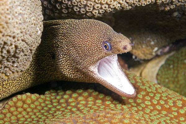 Goldentail moray eel art print by clay coleman