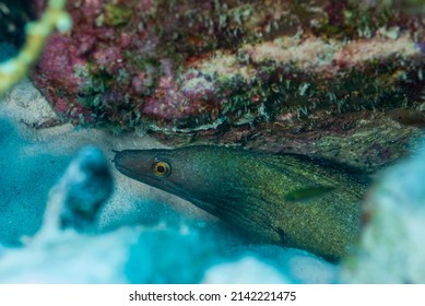 Golden tail eel stock photos and pictures
