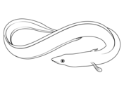 Eels coloring pages free coloring pages