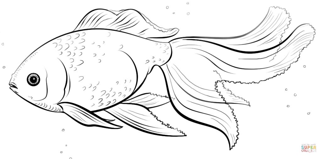 Oranda goldfish coloring page free printable coloring pages