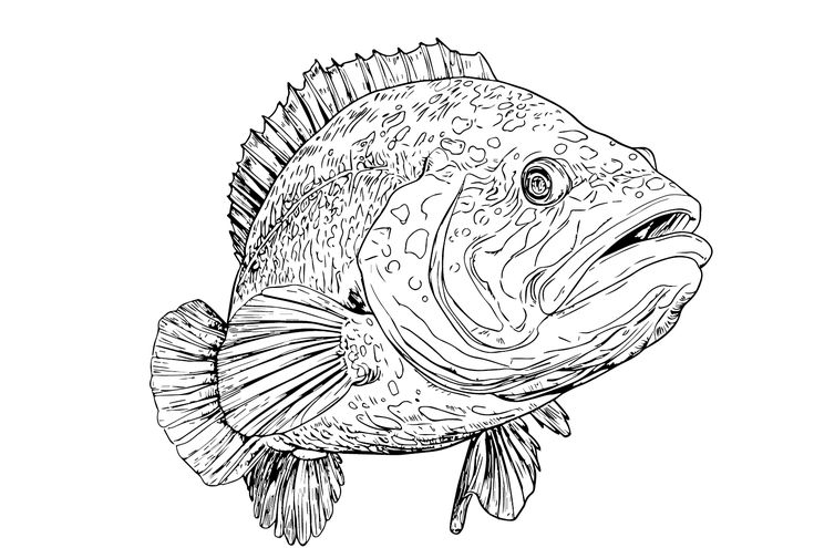 Giant grouper fish coloring pages