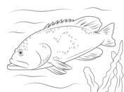Grouper coloring pages free coloring pages