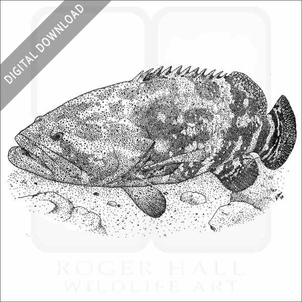 Stock art drawing of a giant grouper