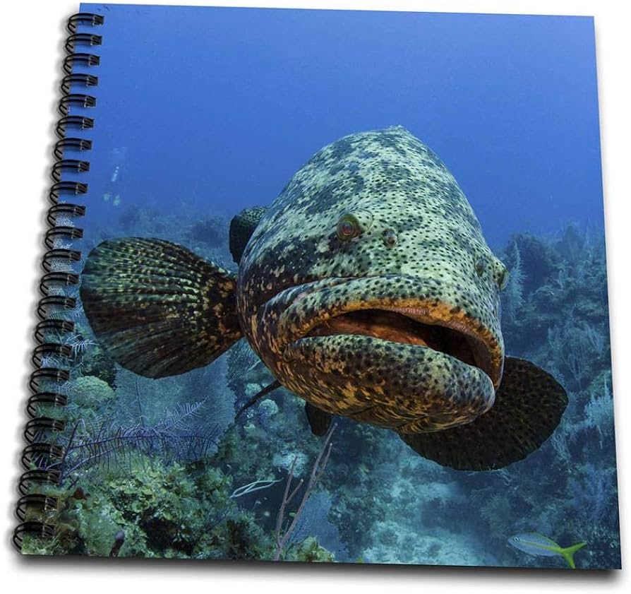 Drose db atlantic goliath grouper jardines de la reina np cuba caribbean drawing book by posters prints