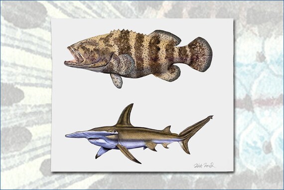 Goliath grouper hammerhead shark color proof by flick ford saltwater fish natural history art fish art
