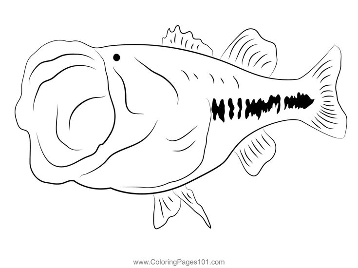 Bass largemouth fish mount coloring page coloring pages fish mounts coloring pages for kids
