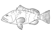 Grouper coloring pages free coloring pages