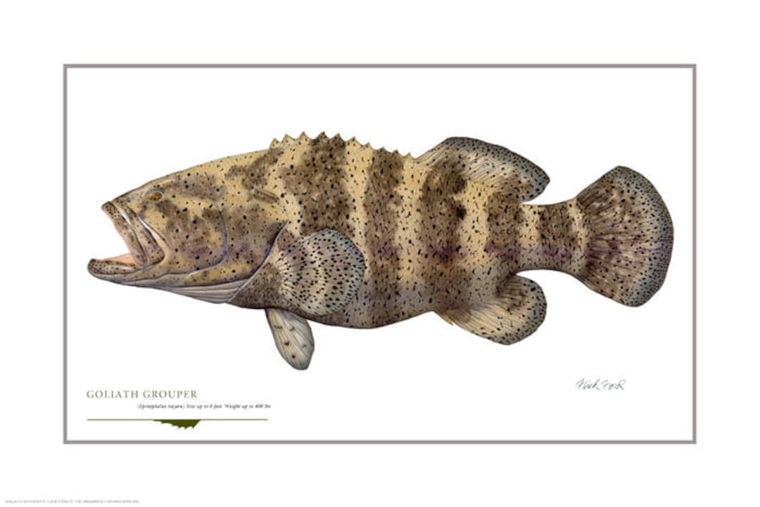 Goliath grouper open edition print by flick ford southern