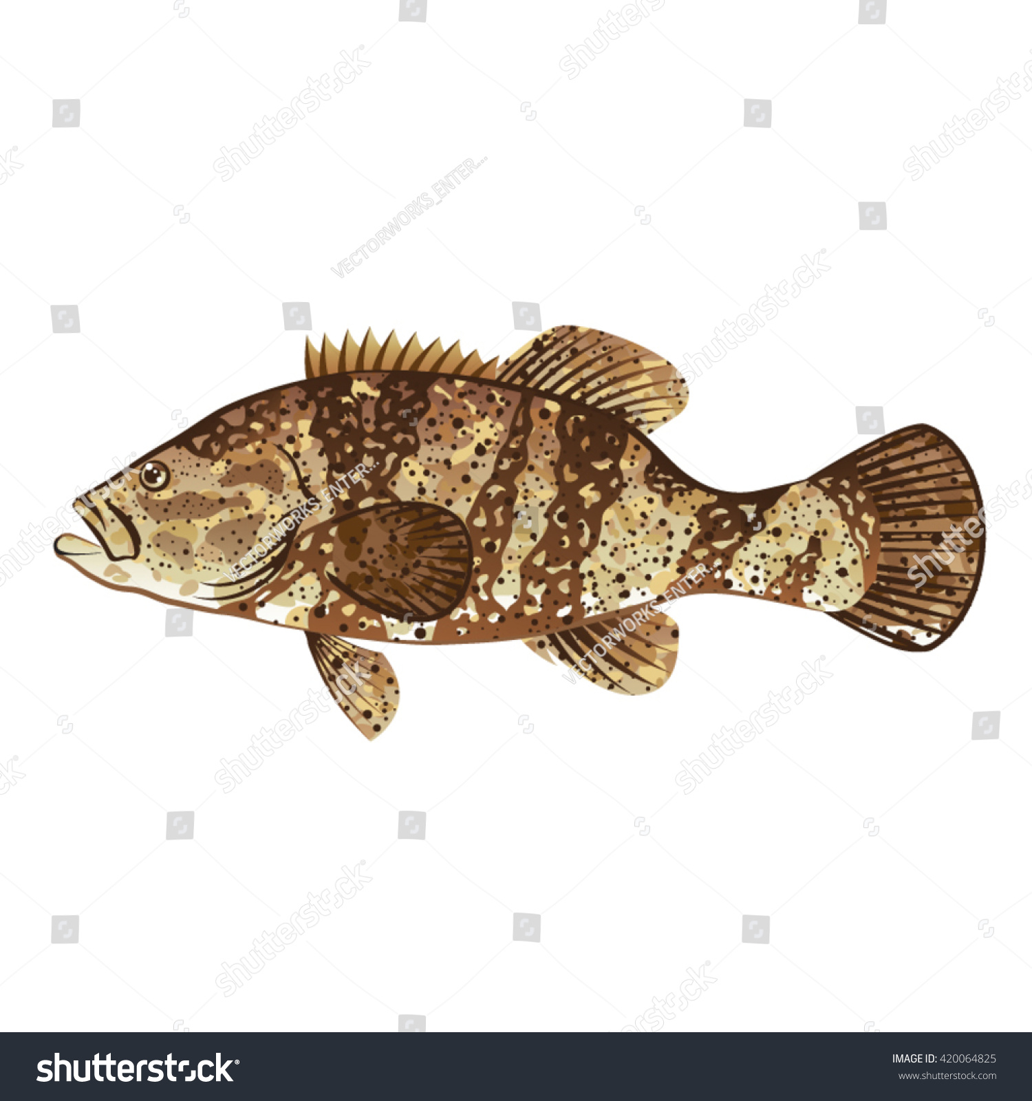 Atlantic goliath grouper over royalty