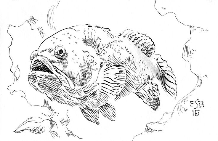 Pin by ruthie arthur on tattoos fish sketch fish drawings grouper fish