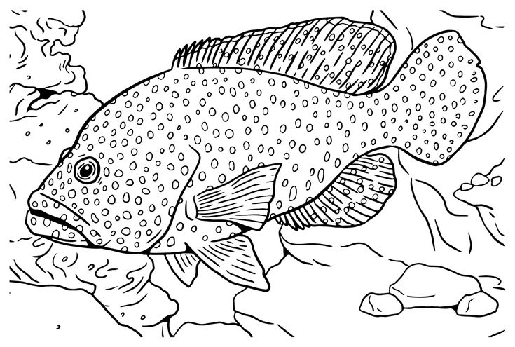 Free grouper coloring page