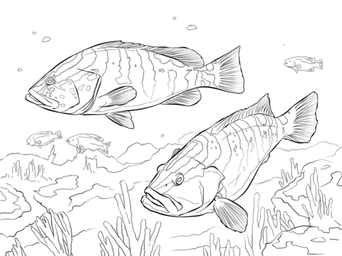 Two nassau groupers coloring page coloring pages grouper free coloring pages