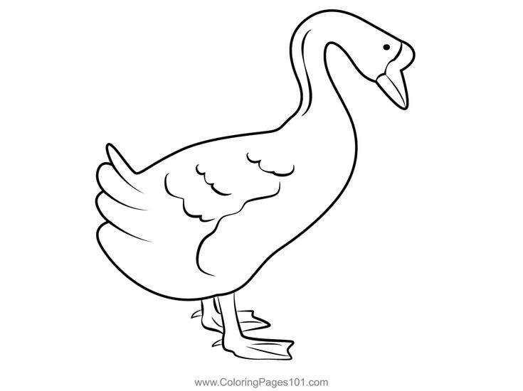 Big white goose coloring page coloring pages color printable coloring pages