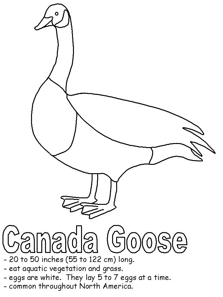 Geese coloring pages