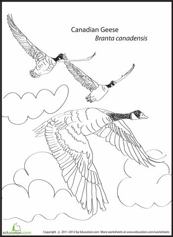 Canadian geese coloring page education canadian goose coloring pages bird coloring pages