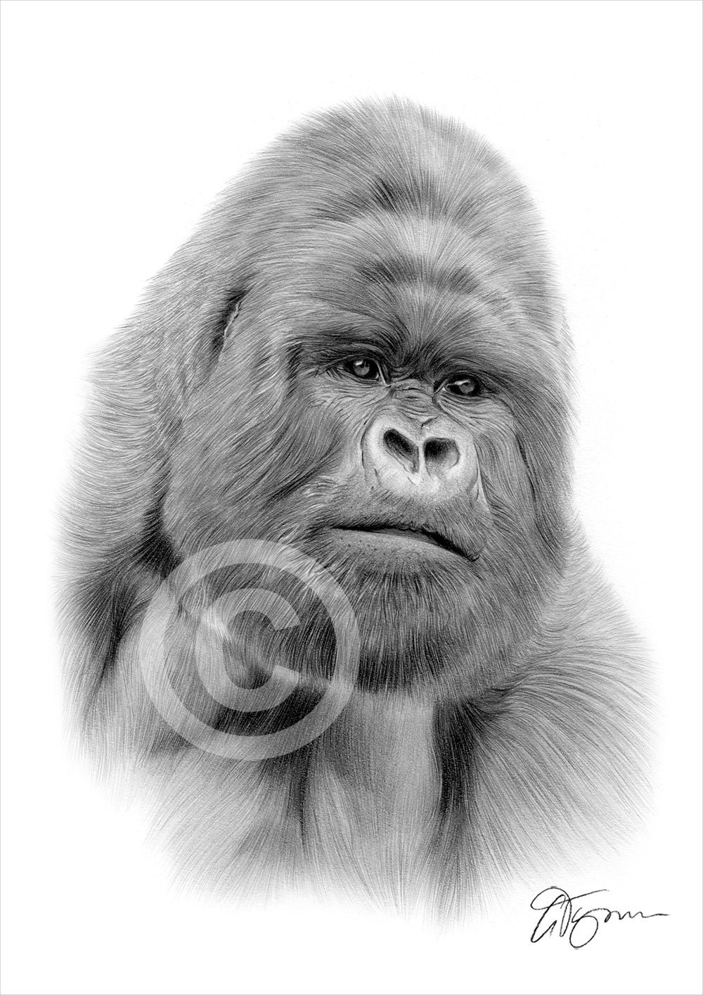 Gorilla pencil drawing print wildlife art artwork signed by artist gary tymon ltd ed prints sizes silverback animal portrait