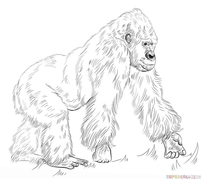 How to draw a silverback gorilla step by step drawing tutorials animal coloring pages silverback gorilla pencil drawings of animals