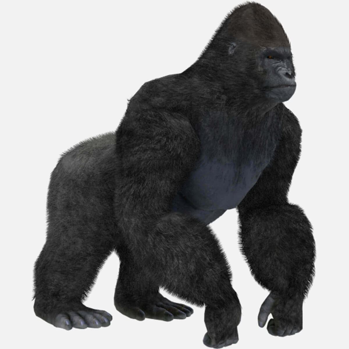 Silver back gorilla