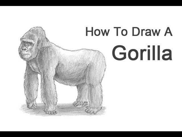 How to draw a gorilla