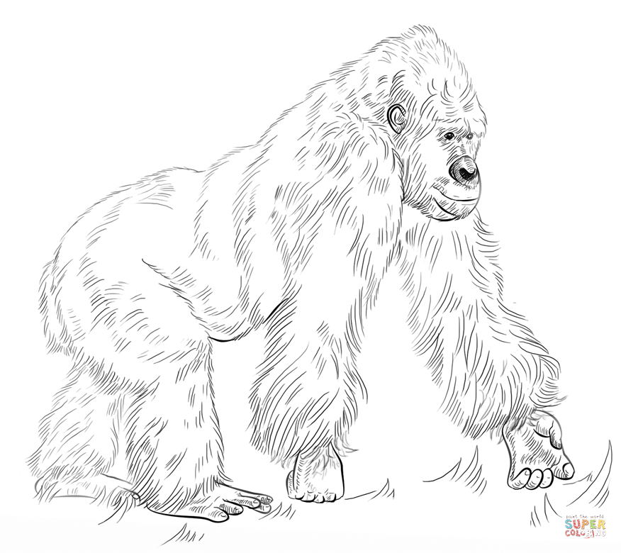 Silverback gorilla coloring page free printable coloring pages animal coloring pages silverback gorilla pencil drawings of animals
