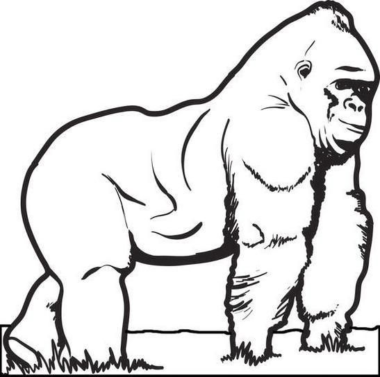 Big gorilla animal coloring sheet zoo coloring pages animal coloring pages farm animal coloring pages
