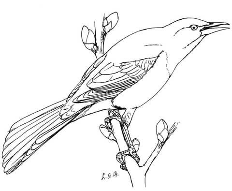 Mon grackle coloring page free printable coloring pages grackle coloring pages animal coloring pages