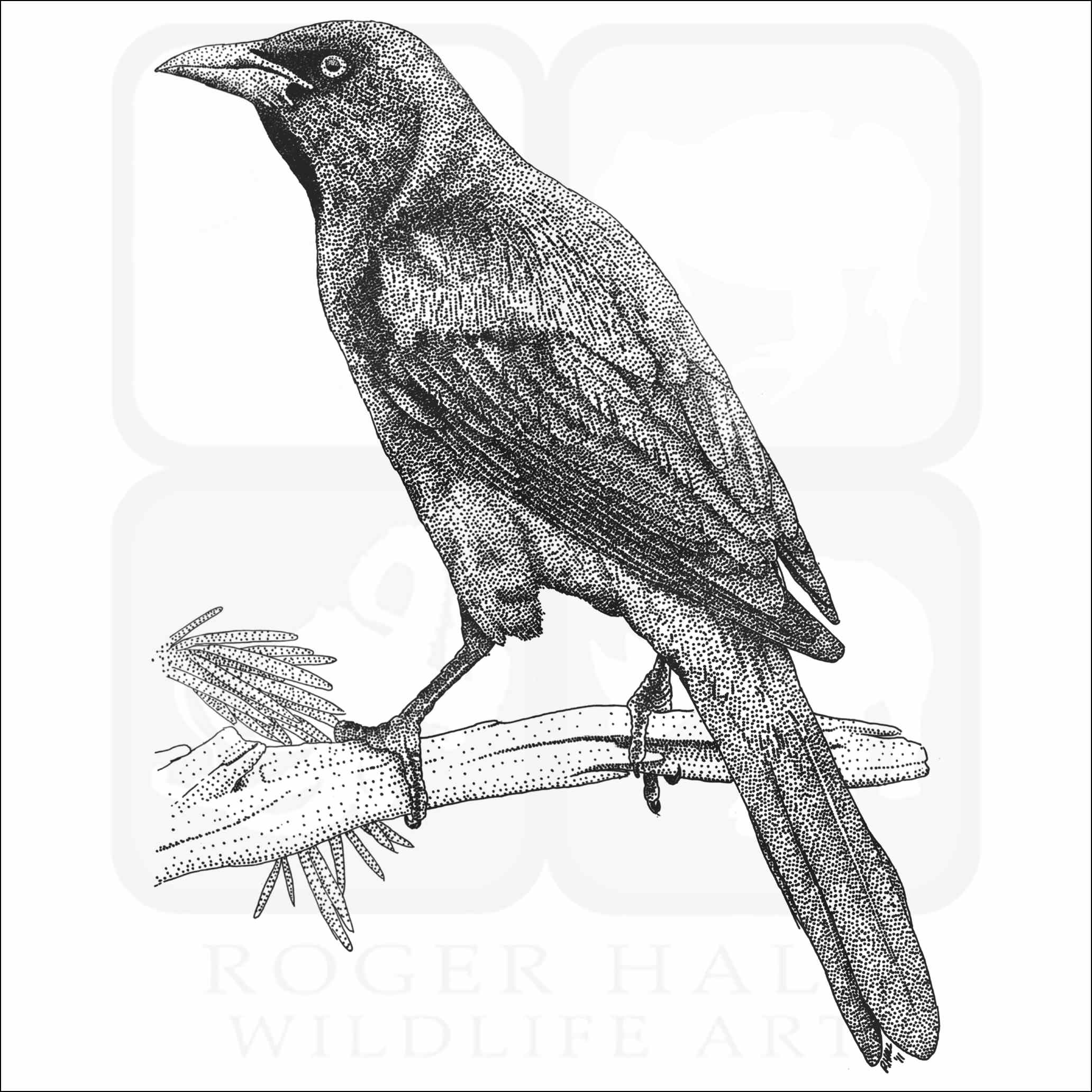 Common grackle