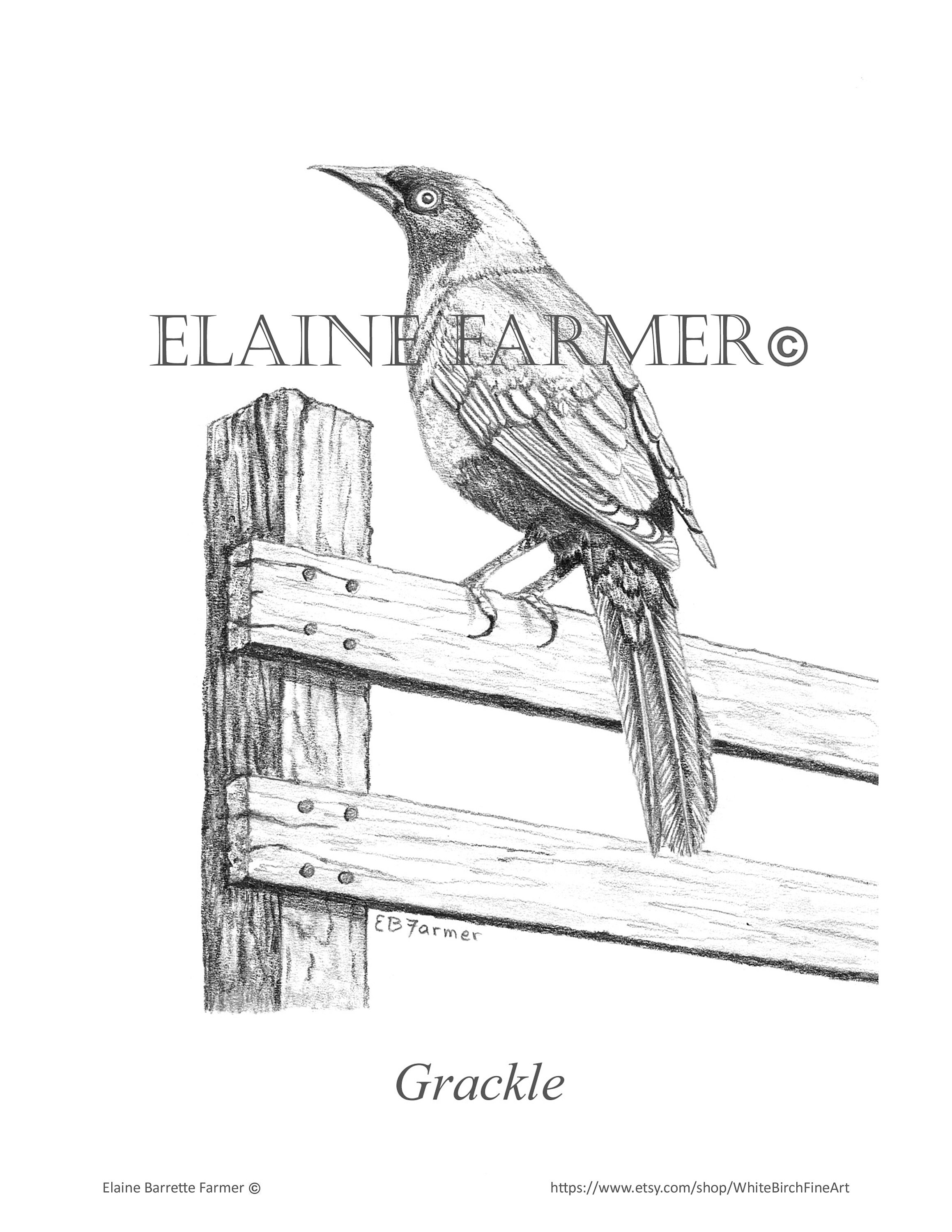 Blue grackle bird on fence post coloring pages winstructions for x and x sizes digital download and printable for adult kids