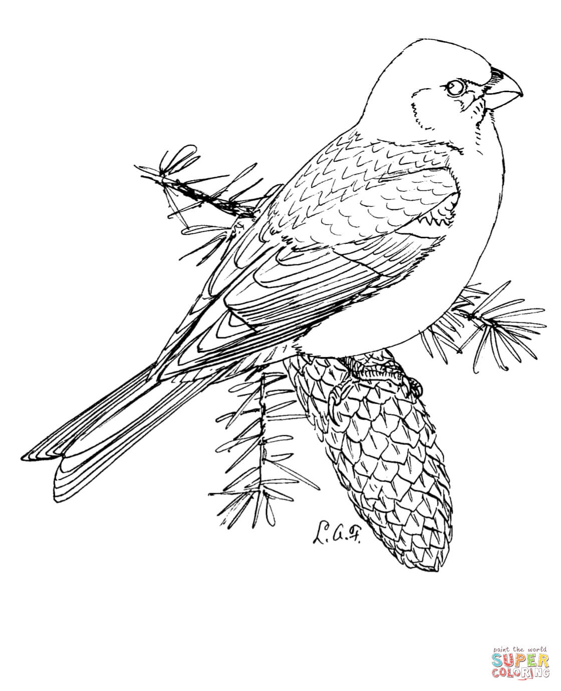Pine grosbeak coloring page free printable coloring pages