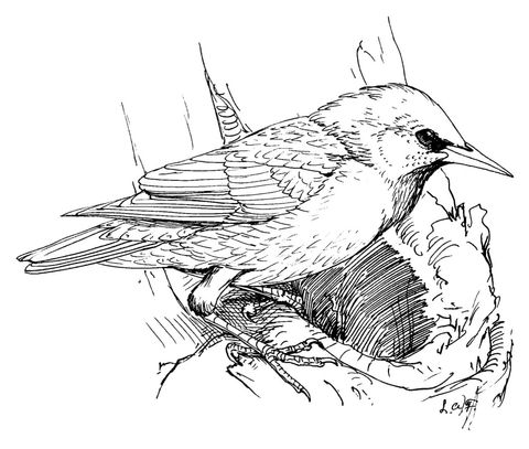 Perched european starling coloring page from starlings category select fromâ bird coloring pages bird drawings bird art