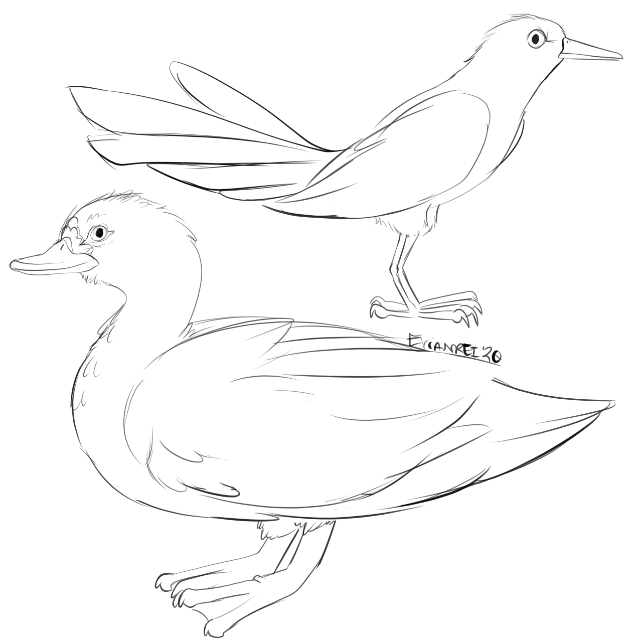 Muscovy grackle sketch â