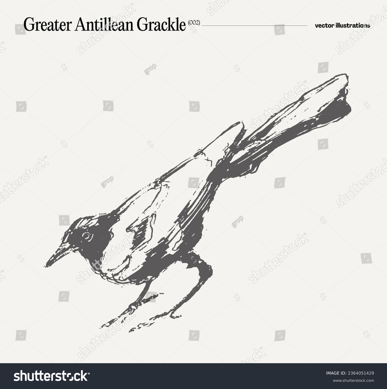 Grackle stock photos and pictures