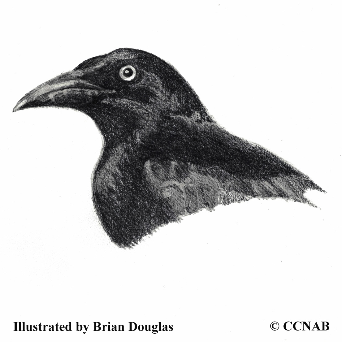 Grackles icteridae