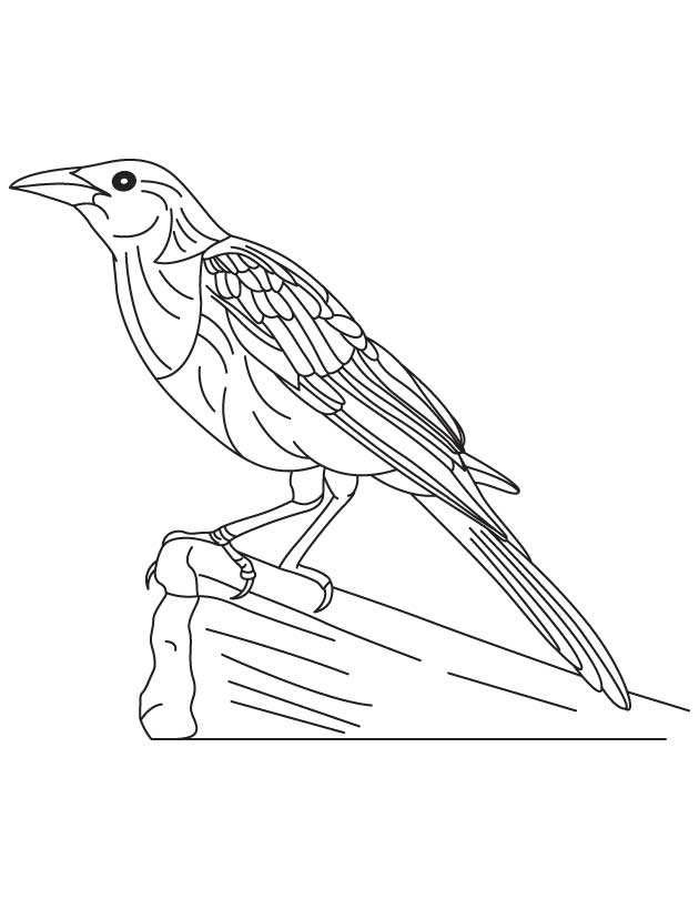 Large mon grackle coloring page download free large mon grackle coloring page for kids best coloring pages