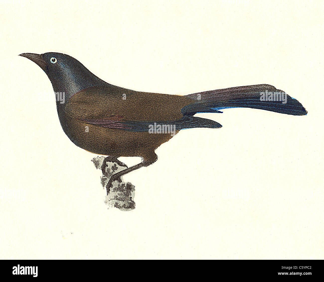The mon crow blackbird mon grackle bronzed grackle quiscalus versicolor quiscalus quiscula vintage bird lithograph