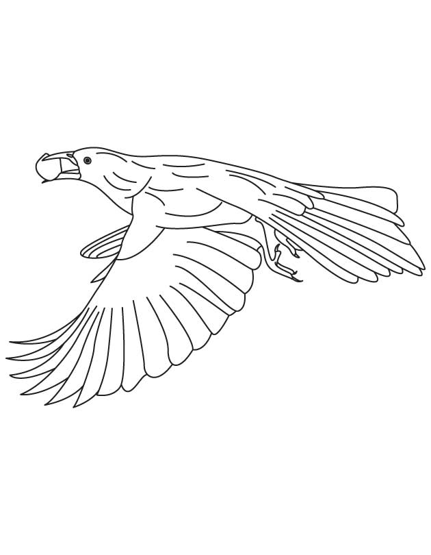 Great tailed grackle coloring page download free great tailed grackle coloring page for kids best coloring pages