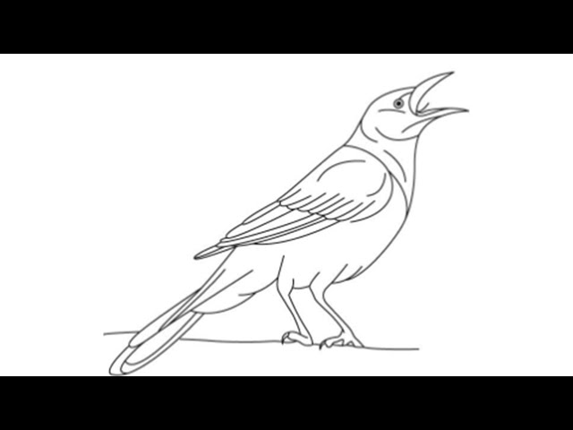Mon grackle bird sketch drawing easy how to draw a simple mon grackle cartoon step by step