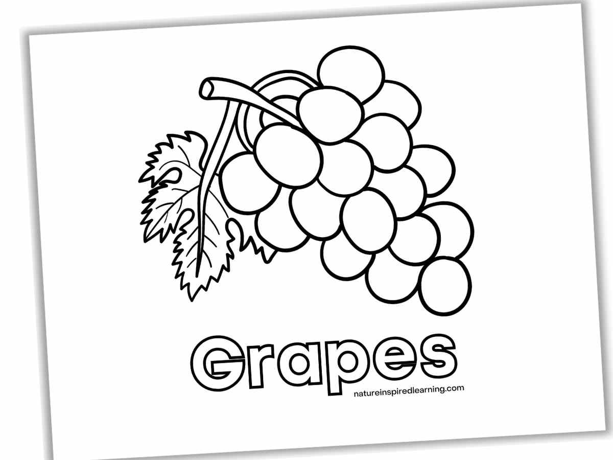 Grape coloring pages