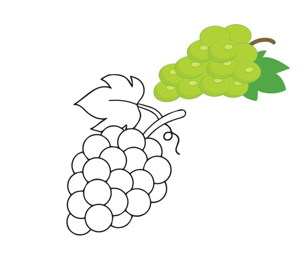 Thousand coloring pages grapes royalty