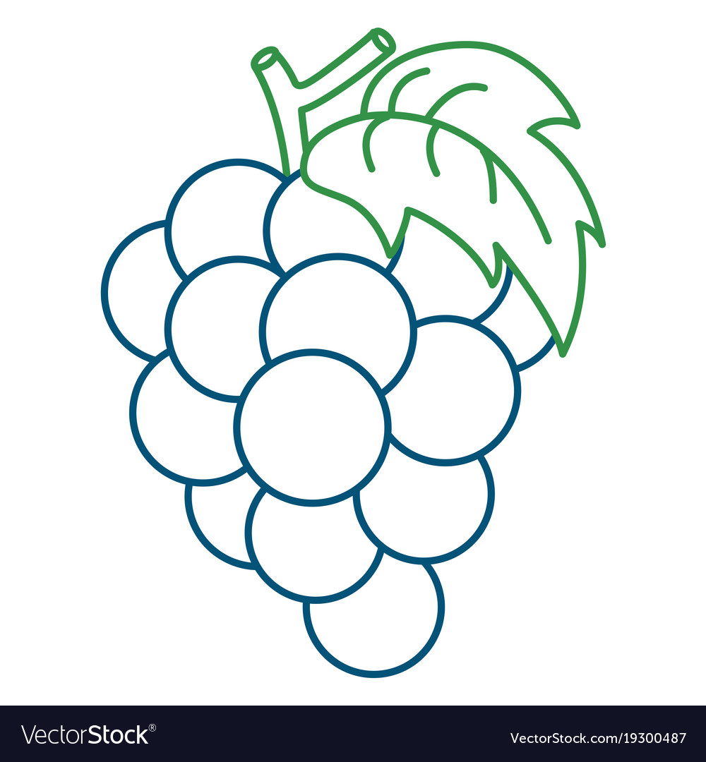 Coloring page of grape royalty free vector image