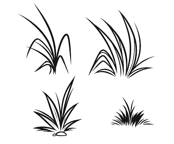 How to draw grass coloring pages color luna