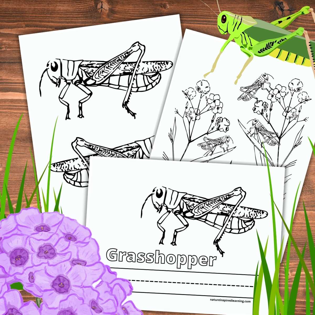 Unique grasshopper coloring pages