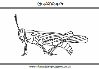 Grasshopper louring sheet