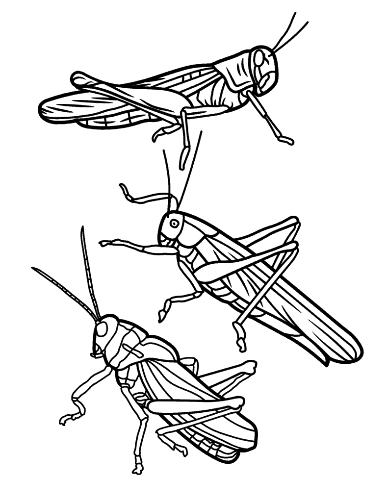 Grasshopper coloring pages free printable pdf templates