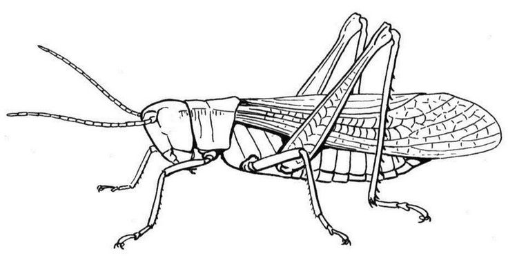 Realistic grasshopper coloring picture insect coloring pages animal coloring pages coloring pages